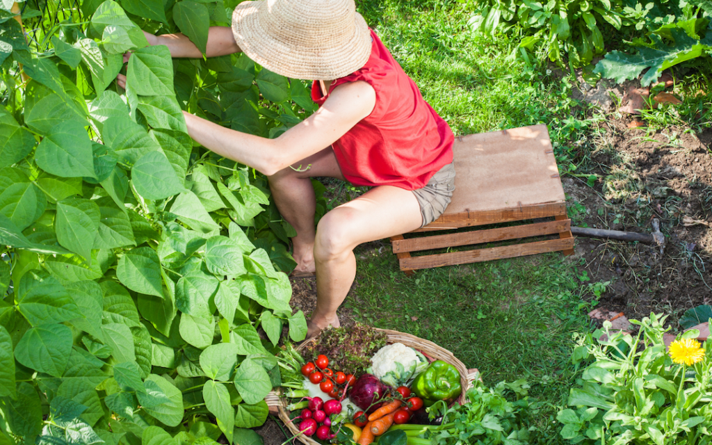 Tips for Growing Vegetables